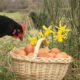 start an ethical business running a free-range chicken farm