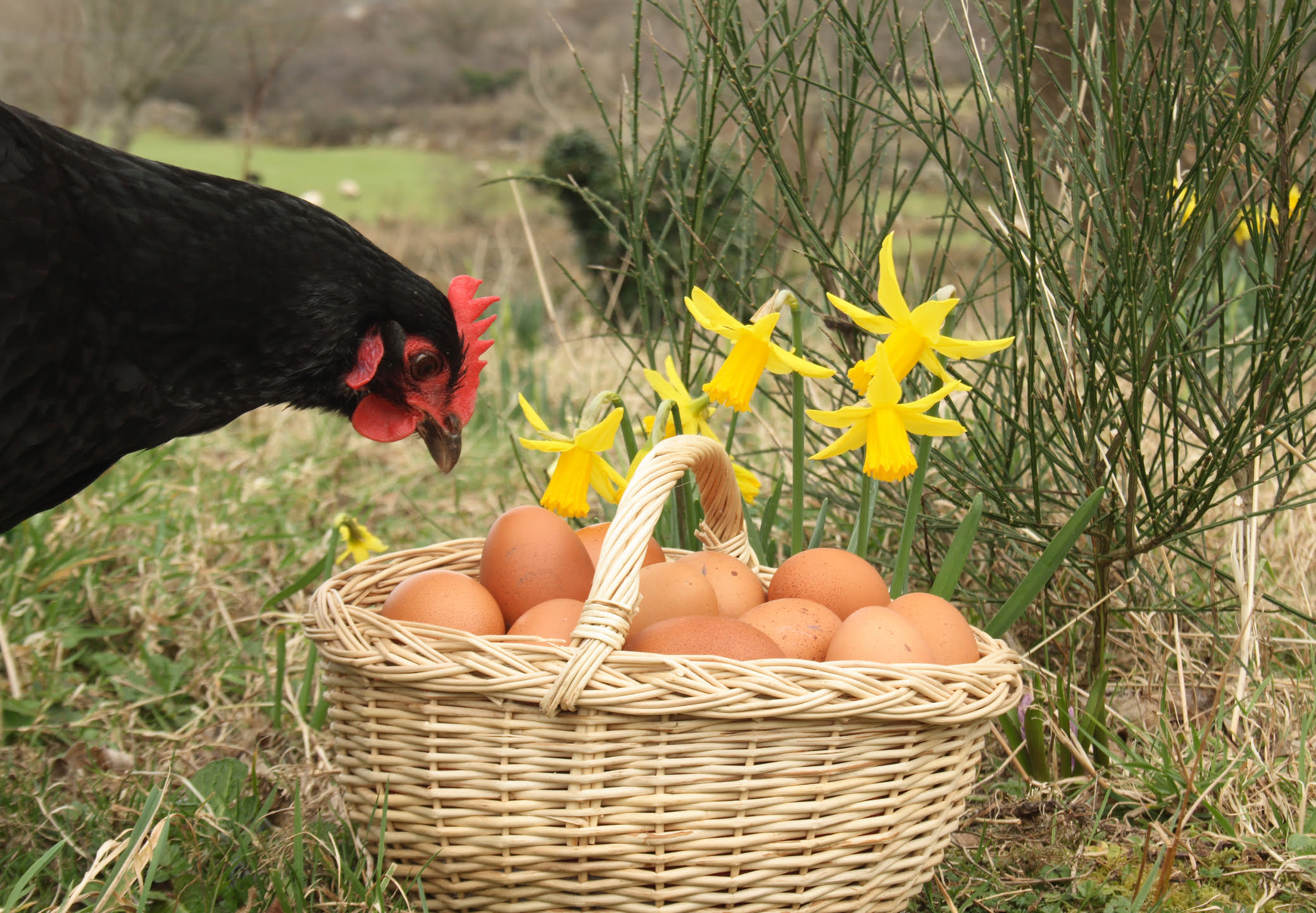 start an ethical business running a free-range chicken farm