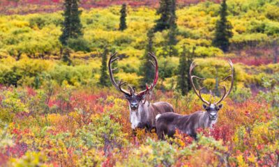 places to stay at Denali National Park