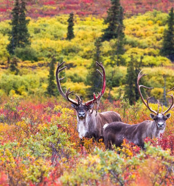 places to stay at Denali National Park