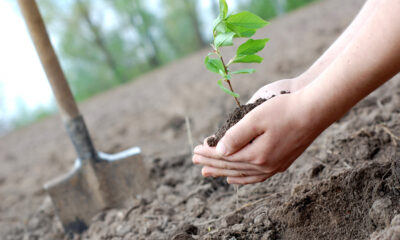 plant trees for sustainability