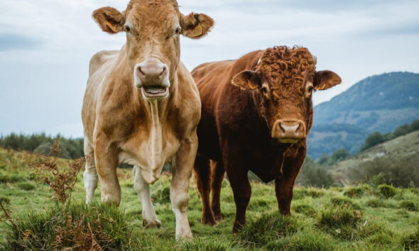 dairy farming is evolving due to concerns about climate change