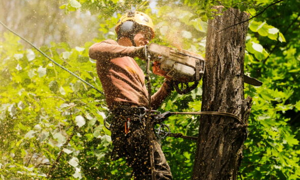 eco-friendly tree maintenance