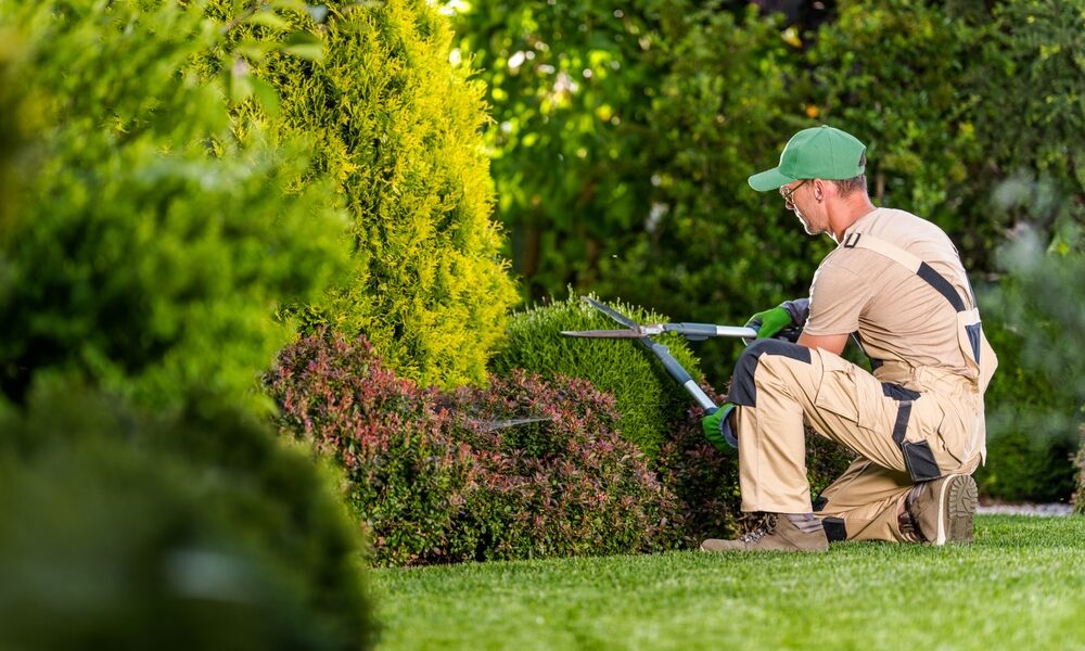 eco-friendly lawn maintenance and tree maintenance