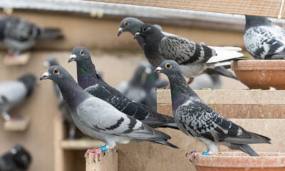 pigeons pest control