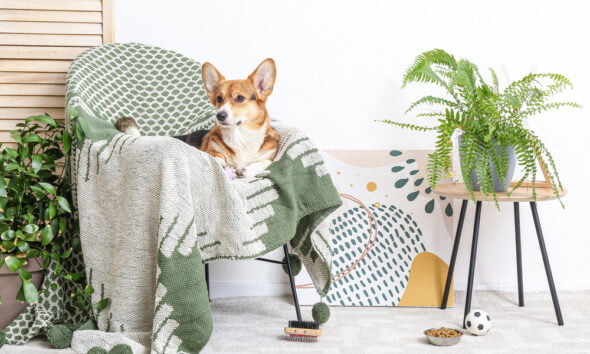 eco-friendly dog owners