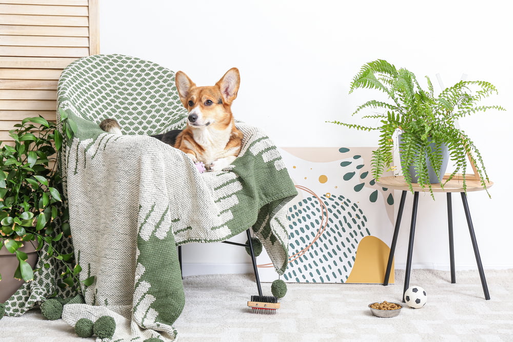 The Truth About The Environmental Impact of Dogs - Vimarsana News