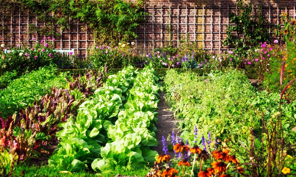 hydroponic eco-friendly gardens