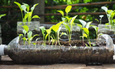 eco-friendly gardening