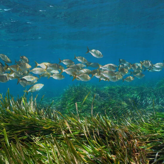 seagrass restoration