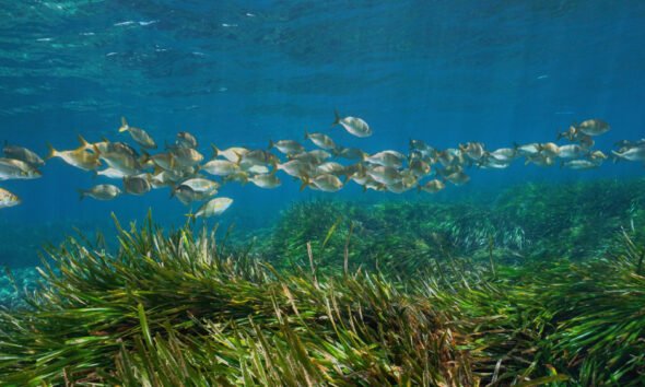 seagrass restoration