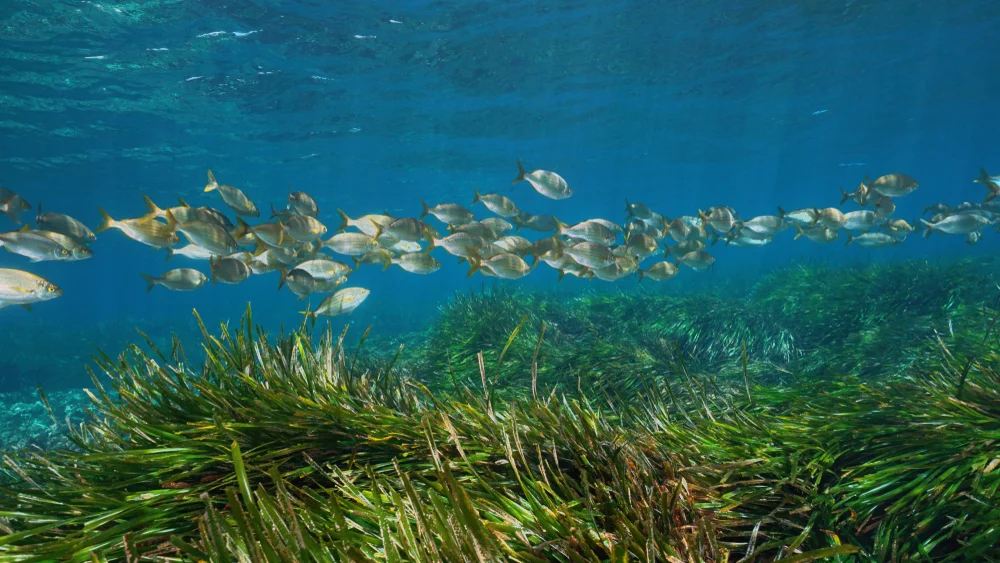 seagrass restoration