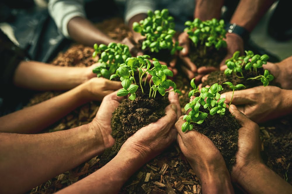 Maximizing Yield: Environmental Benefits of Salt Tolerant Farming - Vimarsana News