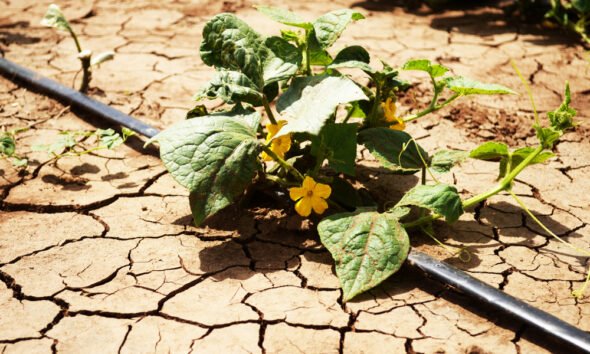 food shortage climate change