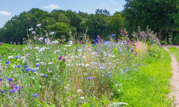 Biodiversity and sustainable farming