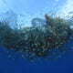 overfishing harm