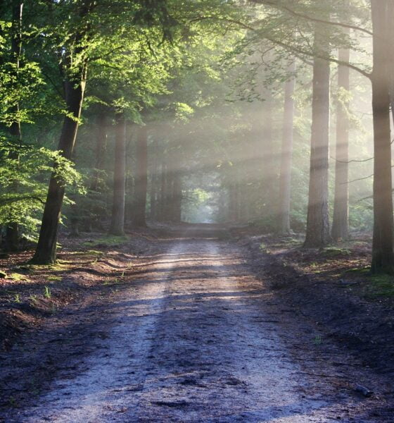 sustainability can fight anxiety