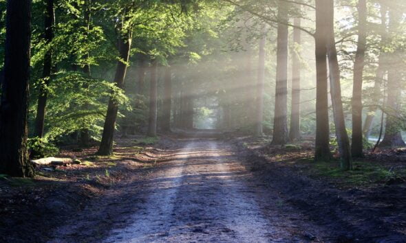 sustainability can fight anxiety