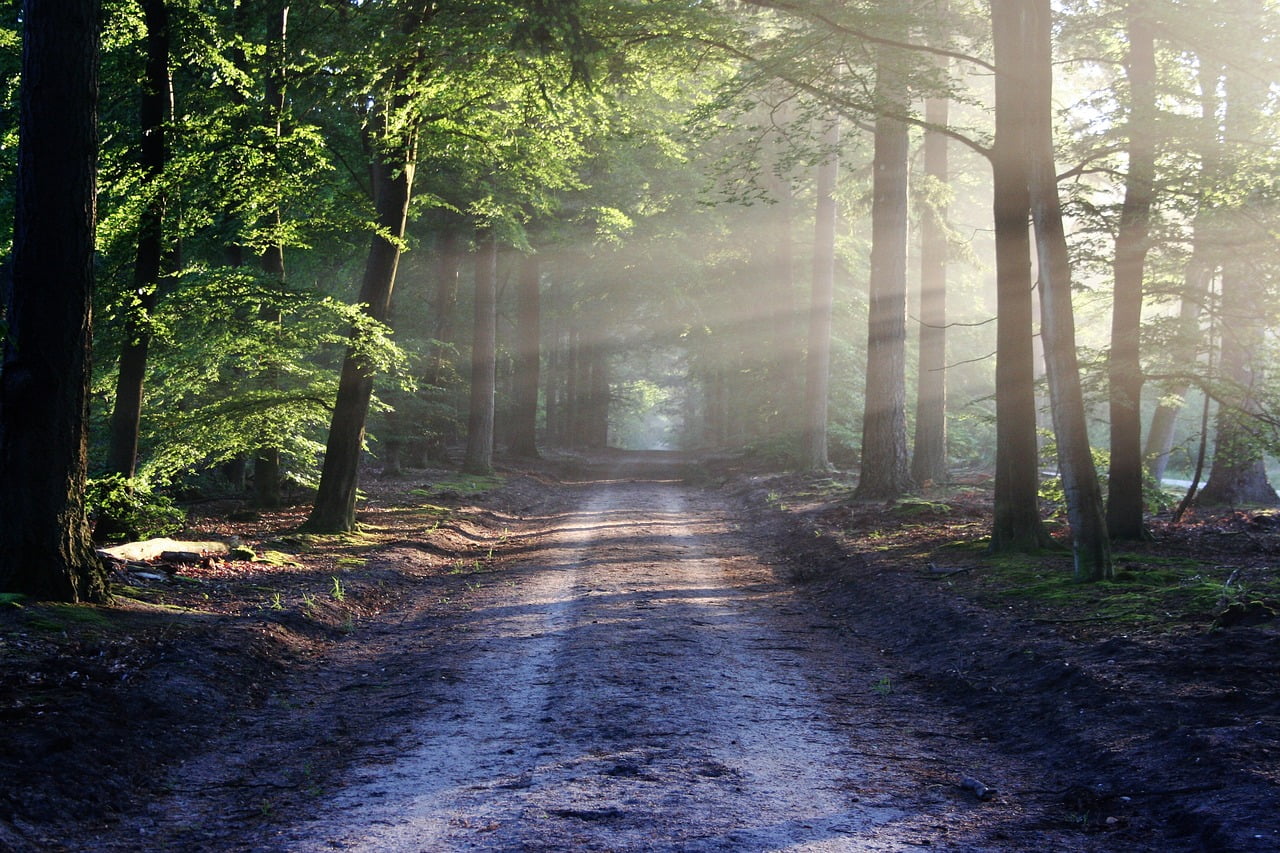 sustainability can fight anxiety