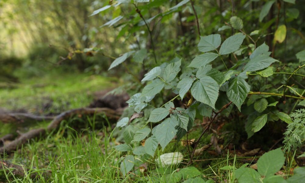 vegetation management company