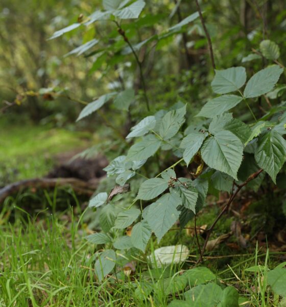 vegetation management company