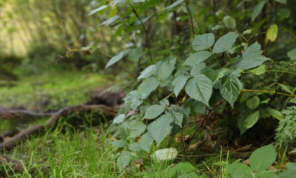 vegetation management company