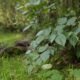 vegetation management company