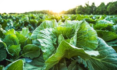 food security