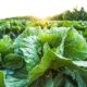 food security