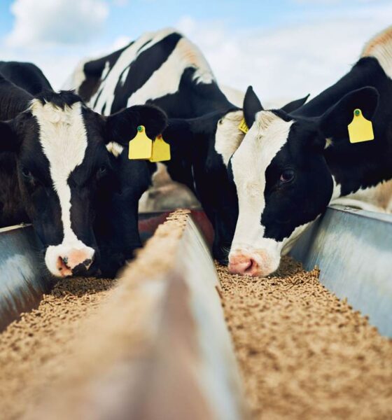 dairy healthy and sustainable