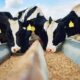 dairy healthy and sustainable