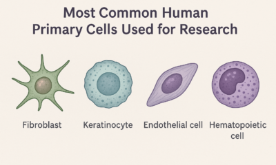 The Human Primary Cells Behind Toxicology and Chemical-Safety Research -- AI-generated illustration