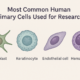 The Human Primary Cells Behind Toxicology and Chemical-Safety Research -- AI-generated illustration